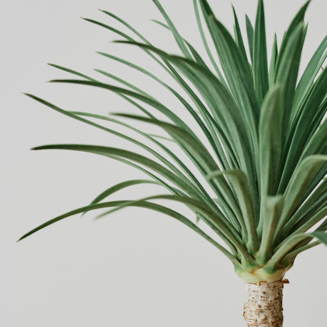 Yucca Rostrata | Blauwe palmlelie – 100–120 cm – Ø40 cm