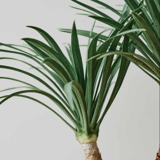 Yucca Rostrata | Blauwe palmlelie – 100–120 cm – Ø40 cm