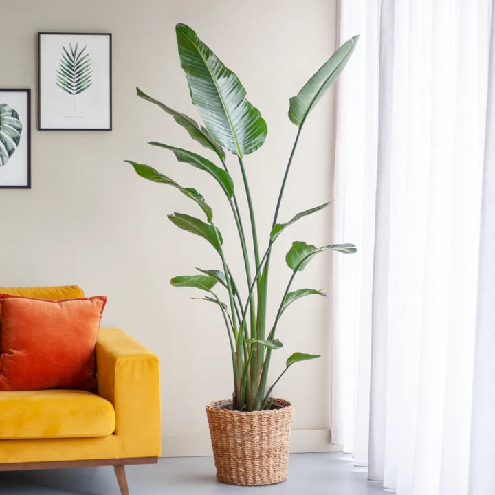 Strelitzia Nicolai | Paradijsvogelplant – 140–150 cm – Ø24 cm