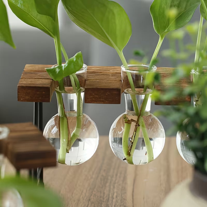 Transparante Glazen Vaas Set | Houten Standaard | Hydroponic Vaas