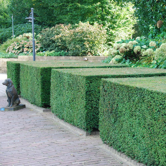 Taxus Baccata | Grote haagplant – 10 meter – 12L – 20x – 100–125 cm