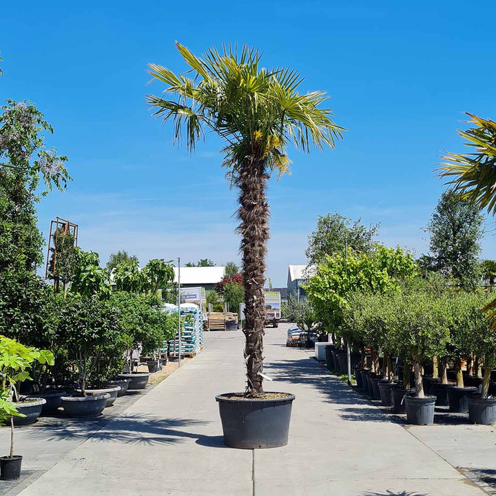 Trachycarpus Fortunei | Chinese waaierpalm – 240–270 cm – Ø40–Ø55 cm