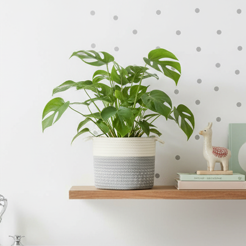 Decoratieve Plantenmand | Natuurlijke Warmte voor Elk Interieur