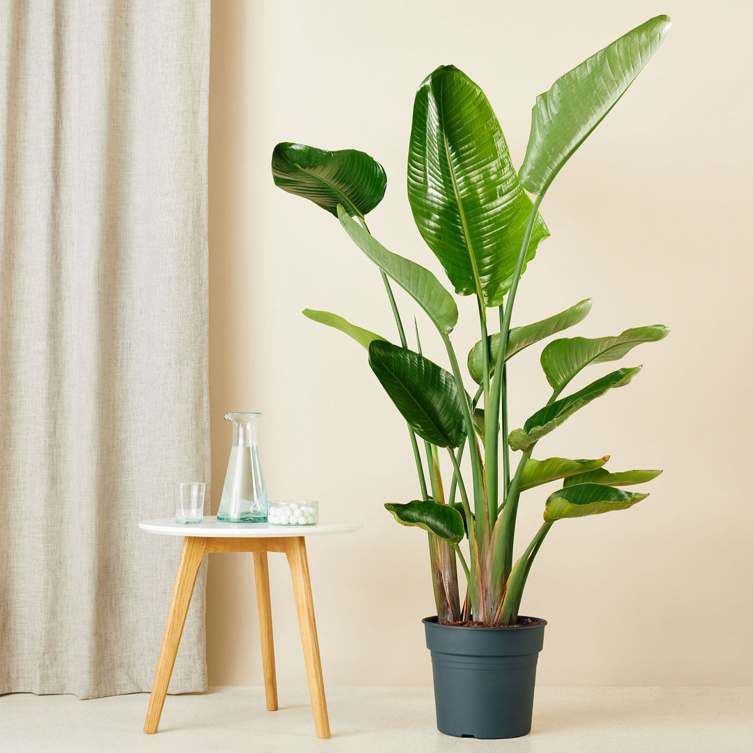Strelitzia Nicolai | Paradijsvogelplant – 140–150 cm – Ø24 cm