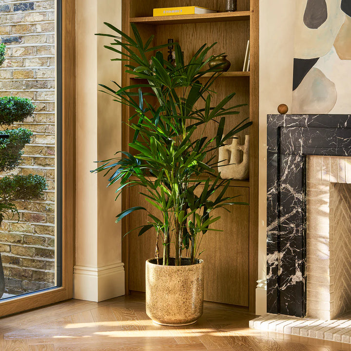 Rhapis Excelsa | Vingerpalm – 190 cm – Ø40 cm