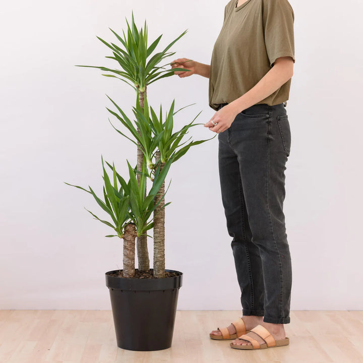 Yucca Elephantipes Vertakt | Tropische kamerplant – 190 cm – Ø55 cm