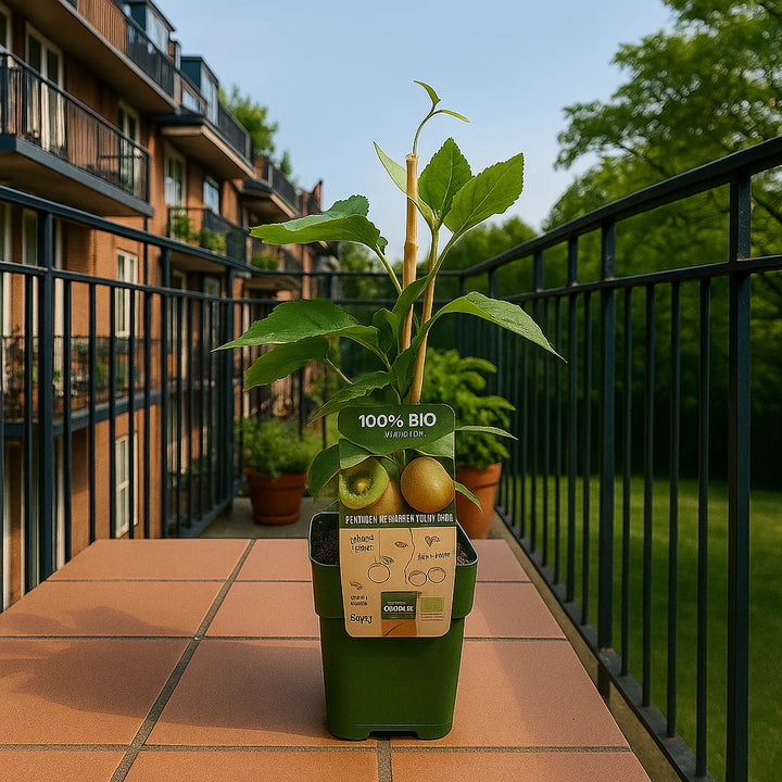 Set Biologische Kiwiplanten | Actinidia deliciosa | 20-25 cm Hoog
