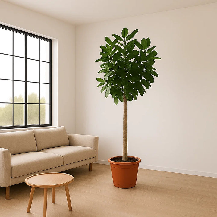 Ficus Benghalensis Boom | 200 cm Hoog | Ø50 cm | Kamerplant