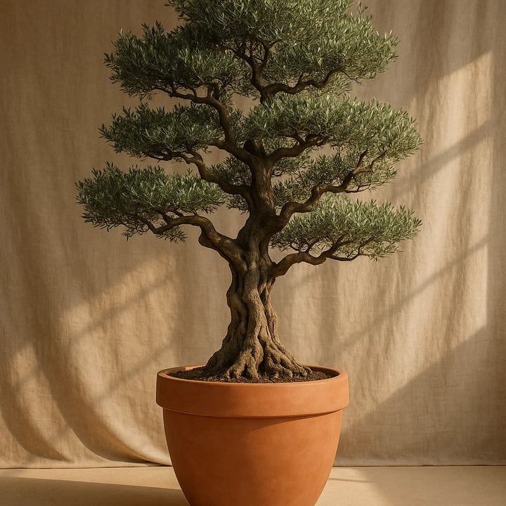 Olea Europaea Bonsai | Olijfboom – 270 cm – Ø80 cm