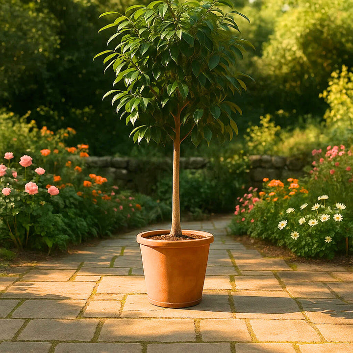 Ficus Benghalensis Boom | 200 cm Hoog | Ø50 cm | Kamerplant