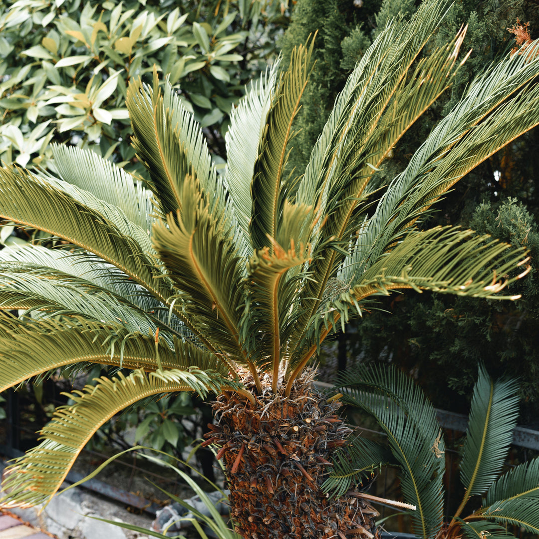 Trachycarpus wagnerianus | Compacte waaierpalm – 130 cm