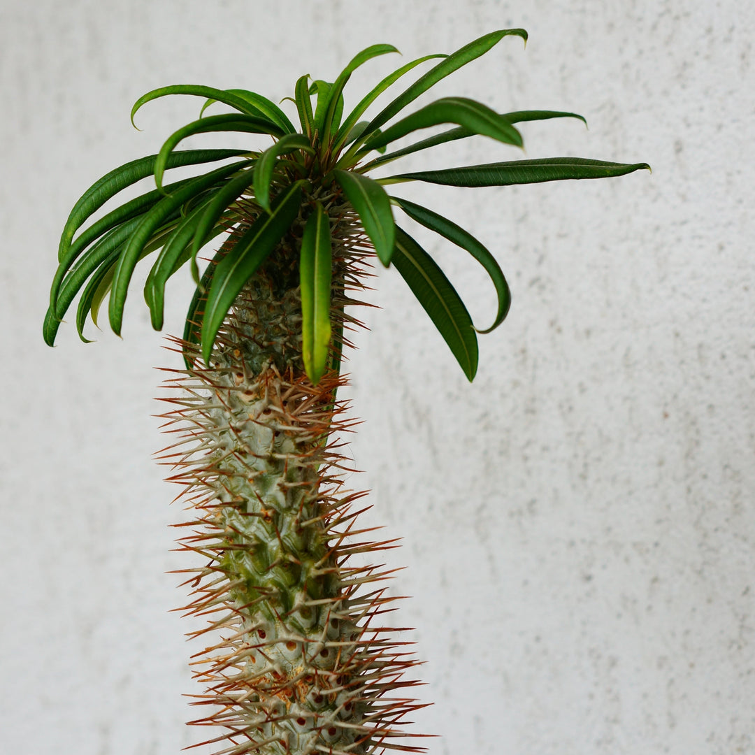Yucca Elephantipes Vertakt | Tropische kamerplant – 190 cm – Ø55 cm