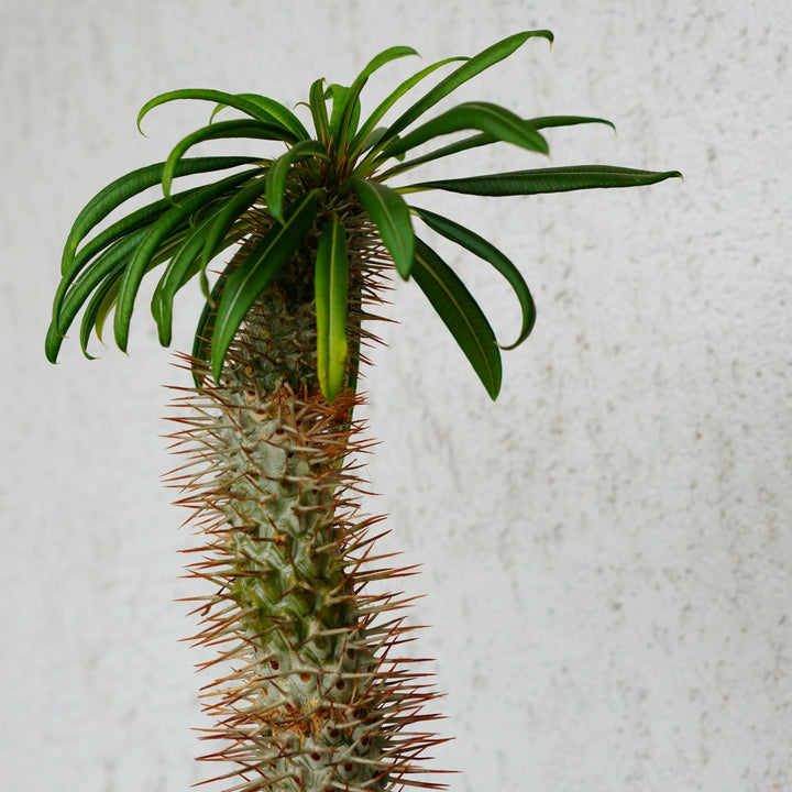 Yucca Elephantipes Vertakt | Tropische kamerplant – 190 cm – Ø55 cm