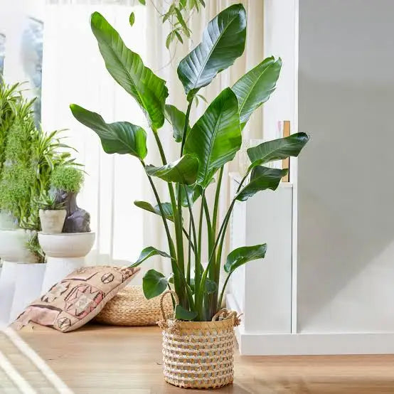Strelitzia Nicolai | Witte Paradijsvogelplant – 170 cm – Ø24 cm