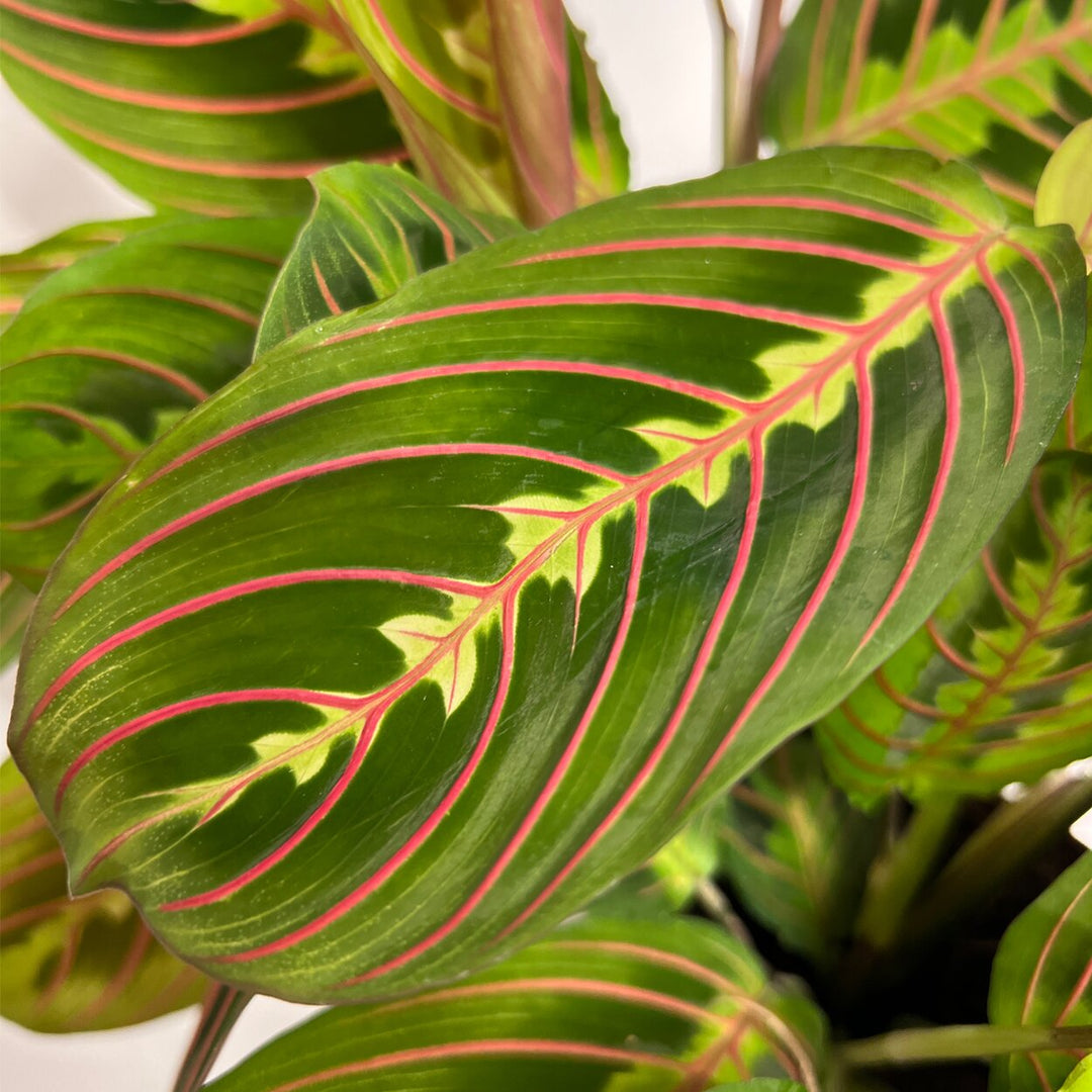 Prayer Plant | Tropische Kamerplant met Unieke Bladeren | 30 cm Hoog