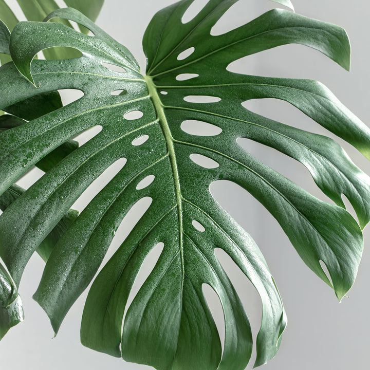 Monstera Deliciosa Tauerii | Hoogte 70-90 cm | Kamerplant