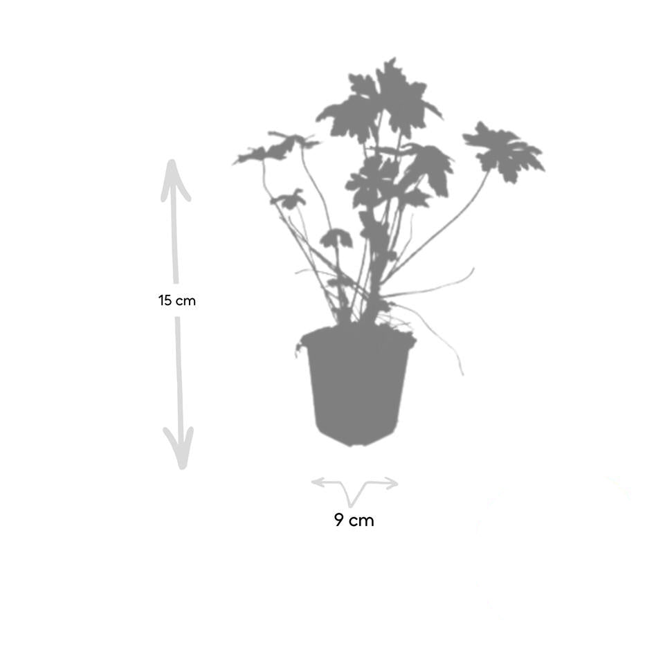 Geranium macrorrhizum – Geurende Bodembedekker met Voorjaarsbloei – Winterhard & Onderhoudsarm