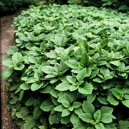 Pachysandra terminalis | Wintergroen Schaduwkruid – Bodembedekker voor Schaduwrijke Tuinen