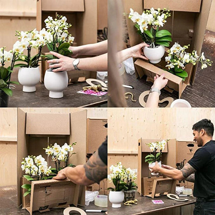 Oranje Phalaenopsis Orchidee | Multiflora | 3-4 Takken | 12 cm Pot