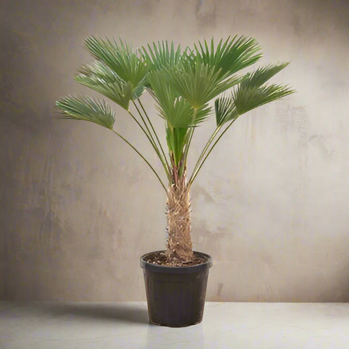 Trachycarpus wagnerianus | Compacte waaierpalm – 130 cm