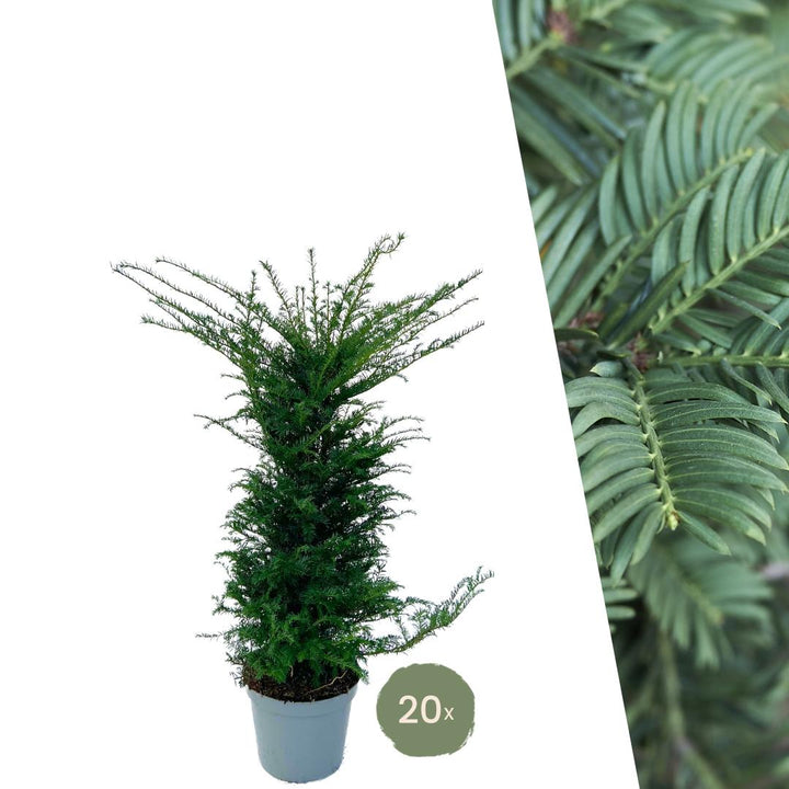 Taxus Baccata | Grote haagplant – 10 meter – 12L – 20x – 100–125 cm
