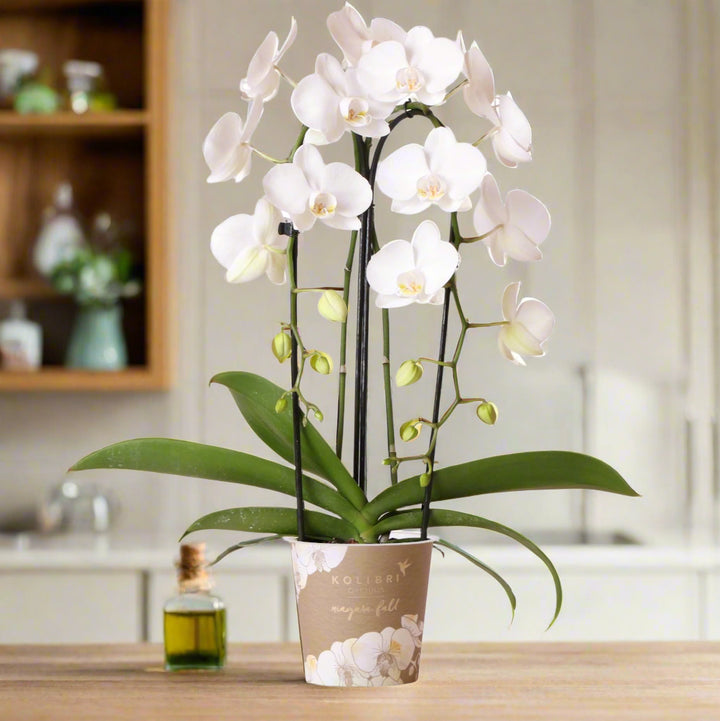 Niagara Fall Orchidee Wit | Grote Bloemen | 55-60 cm Hoog | 12 cm Pot