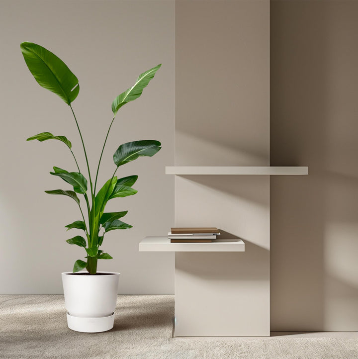 Strelitzia Nicolai | Witte Paradijsvogelplant – 170 cm – Ø24 cm