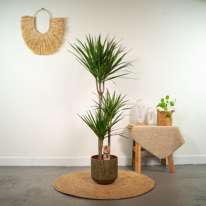 Dracaena Marginata | Drakenbloedboom | Luchtzuiverende Kamerplant