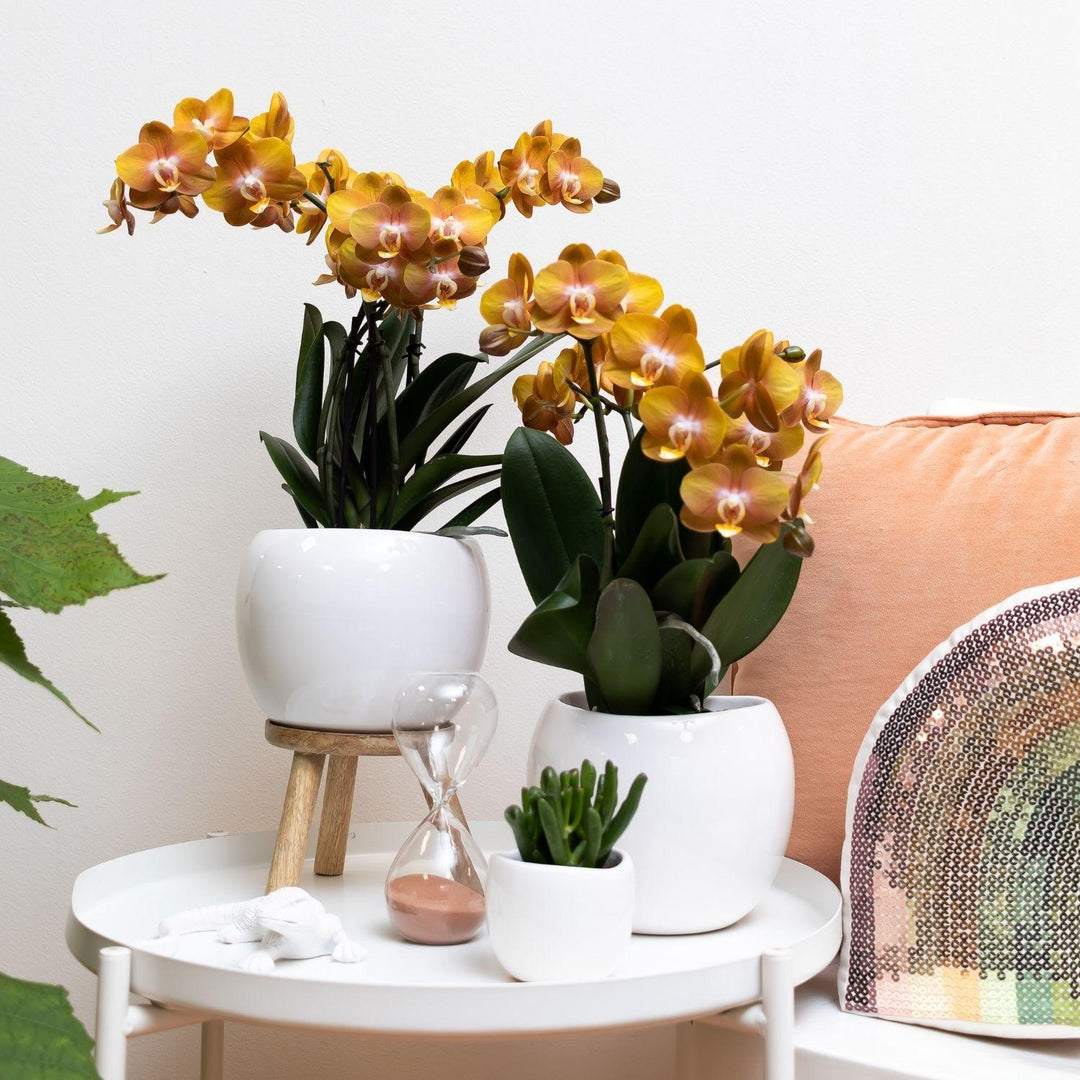 Oranje Phalaenopsis Orchidee | Multiflora | 3-4 Takken | 12 cm Pot