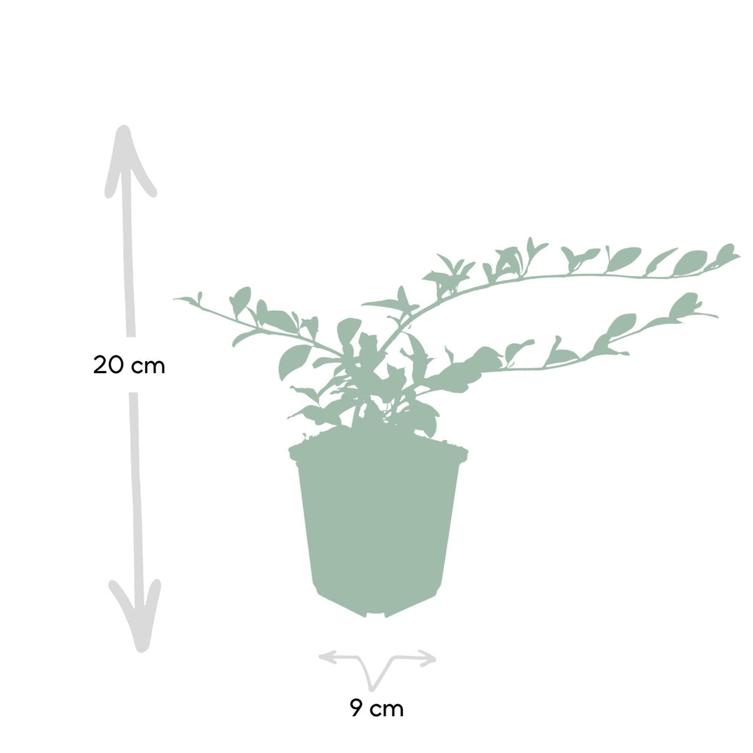 Cotoneaster dammeri | Winterharde Bodembedekker met Witte Bloemen & Rode Bessen