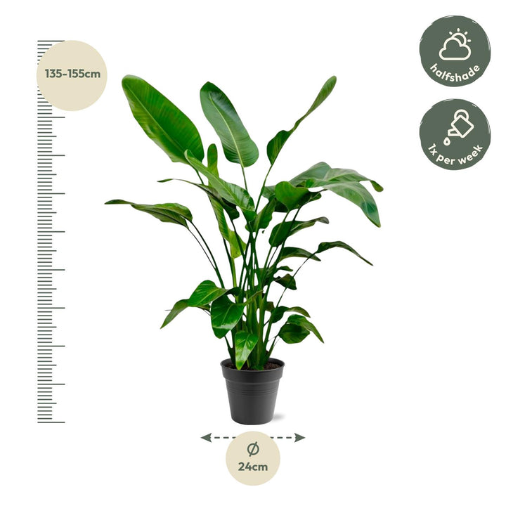 Strelitzia Nicolai | Paradijsvogelplant – 140–150 cm – Ø24 cm