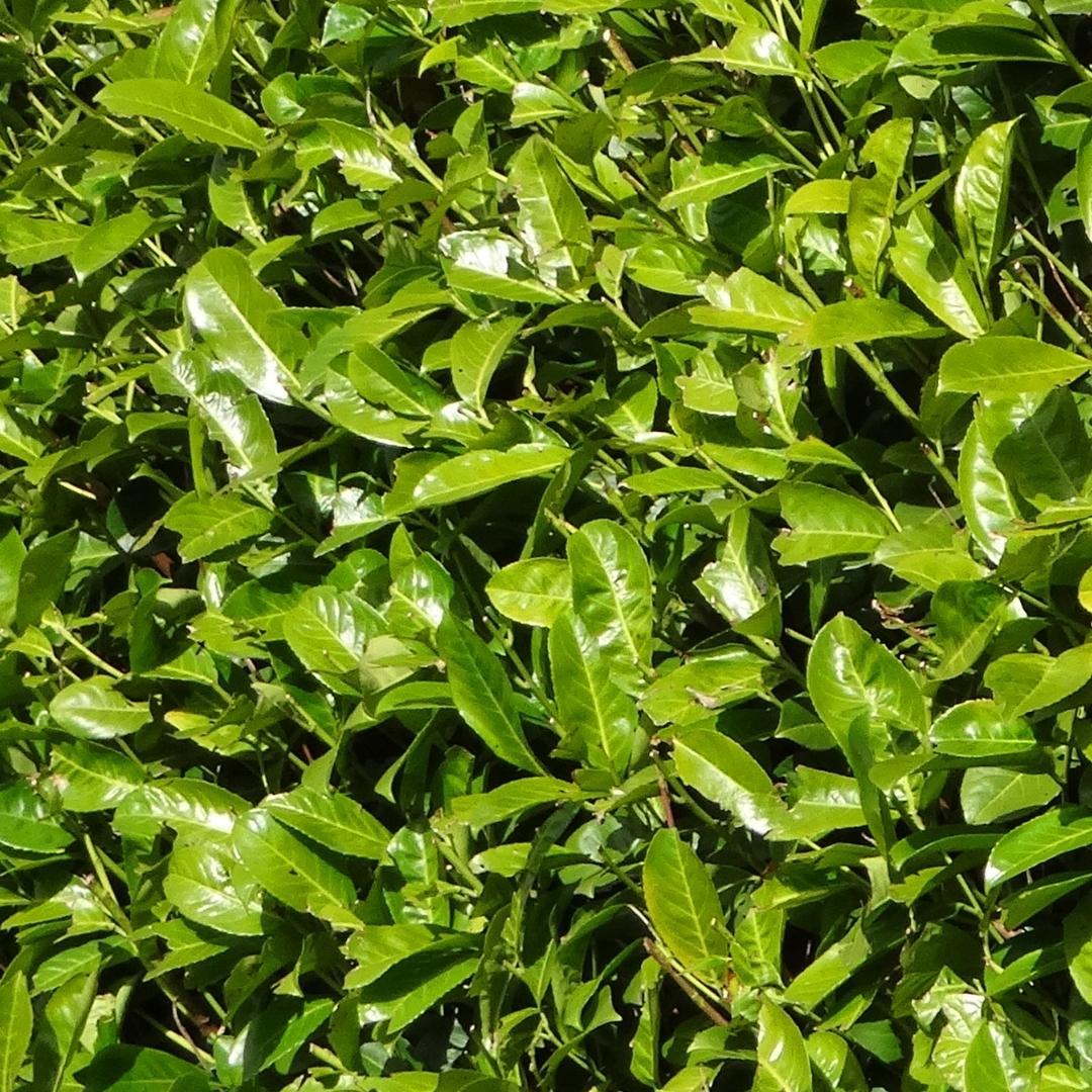 Laurierkers Rotundifolia | Grote haagplant – 10 meter – 15L – 20x – 125–150 cm