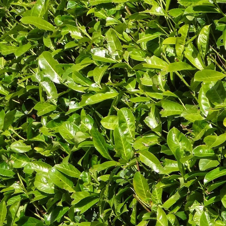 Laurierkers Rotundifolia | Grote haagplant – 10 meter – 15L – 20x – 125–150 cm
