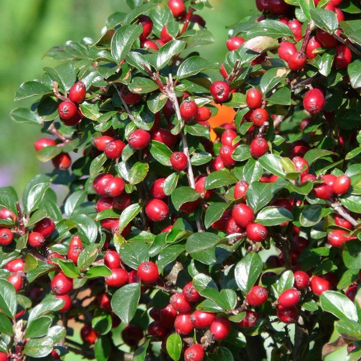 Cotoneaster dammeri | Winterharde Bodembedekker met Witte Bloemen & Rode Bessen