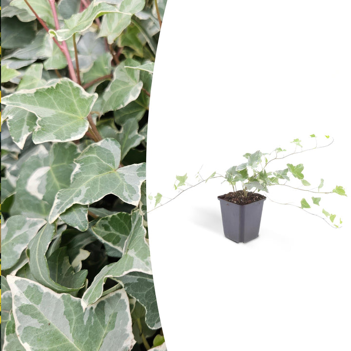 Hedera helix 'Glacier' | Snelgroeiende Klimop met Bonte Bladeren voor Haag, Bodembedekking of Gevelgroen