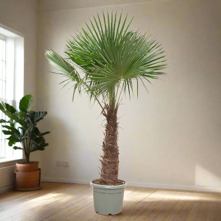 Trachycarpus Fortunei | Chinese waaierpalm – 240–270 cm – Ø40–Ø55 cm