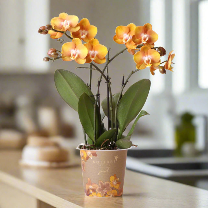 Oranje Phalaenopsis Orchidee | Multiflora | 3-4 Takken | 12 cm Pot