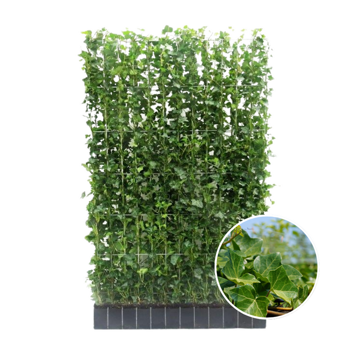 Hedera Hibernica Klimop Kant-en-Klaar Haag | Directe Groene Privacy voor Elke Tuin