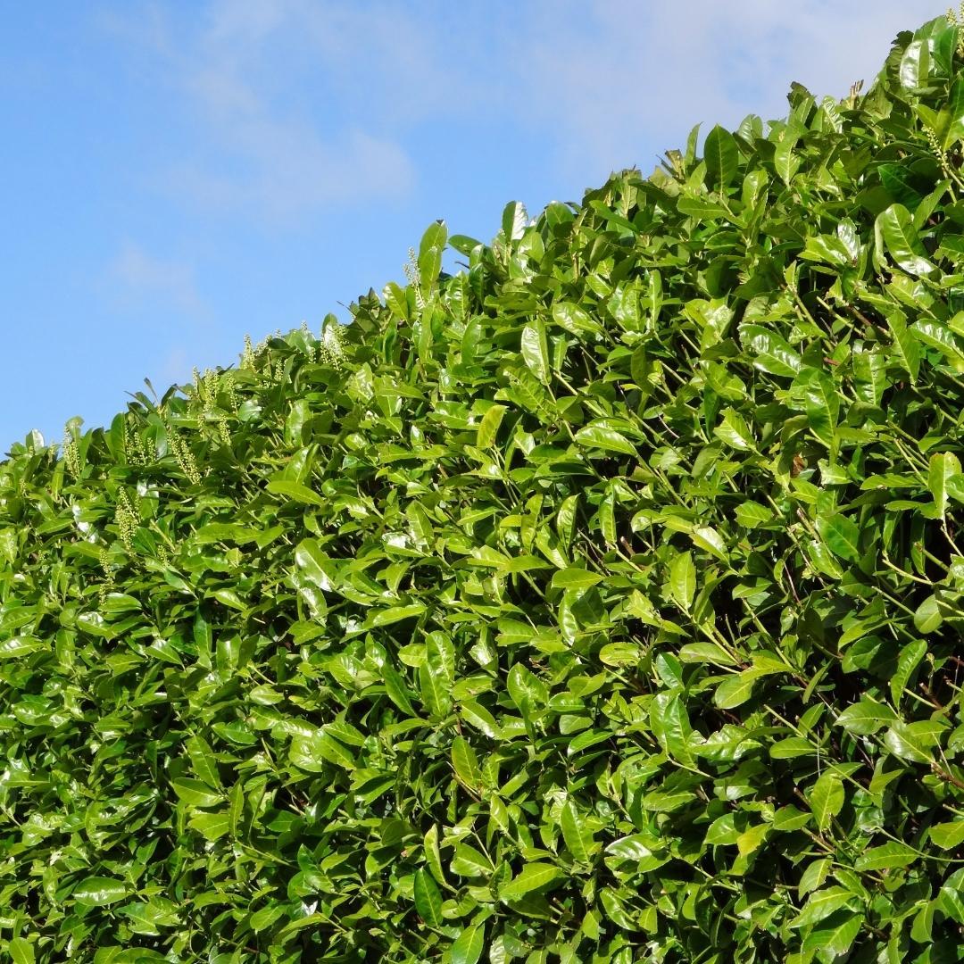 Laurierkers Rotundifolia | Grote haagplant – 10 meter – 15L – 20x – 125–150 cm