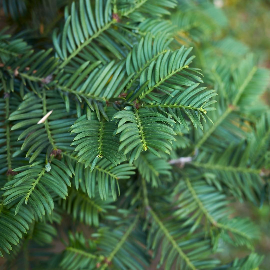 Taxus Baccata | Grote haagplant – 10 meter – 12L – 20x – 100–125 cm