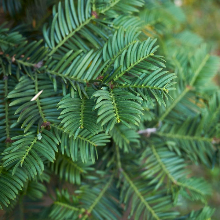 Taxus Baccata | Grote haagplant – 10 meter – 12L – 20x – 100–125 cm