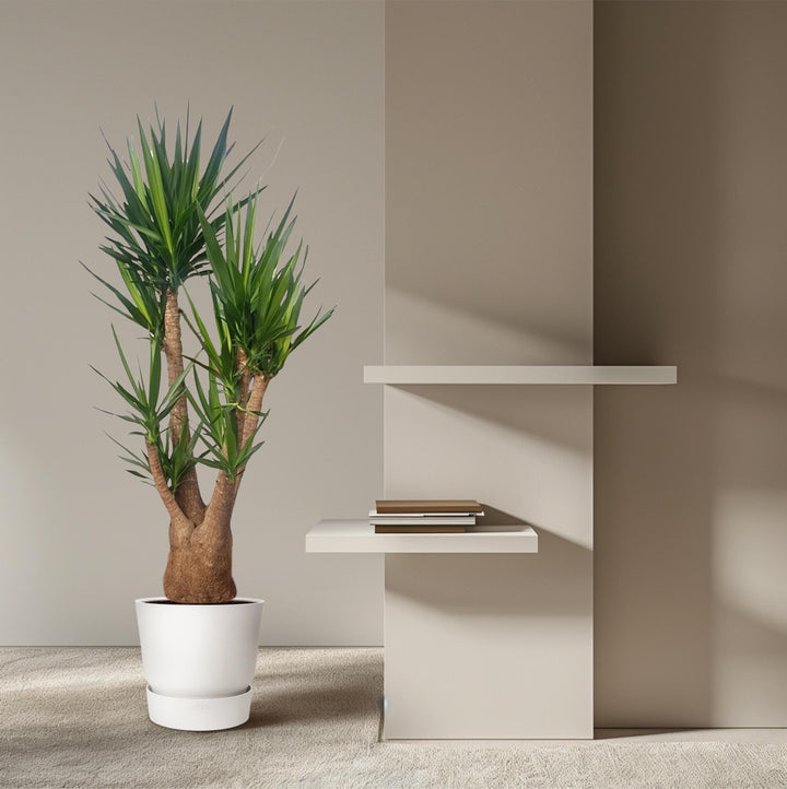 Yucca Elephantipes Vertakt | Tropische kamerplant – 190 cm – Ø55 cm