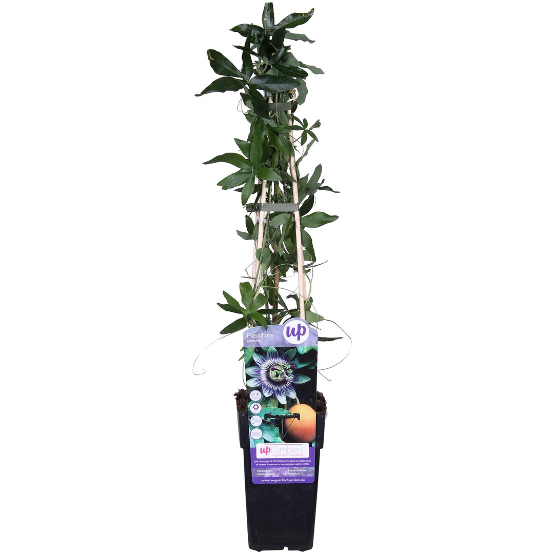 Passiebloem Caerulea | Blauwe Passiflora klimplant – Ø15cm ↕65cm