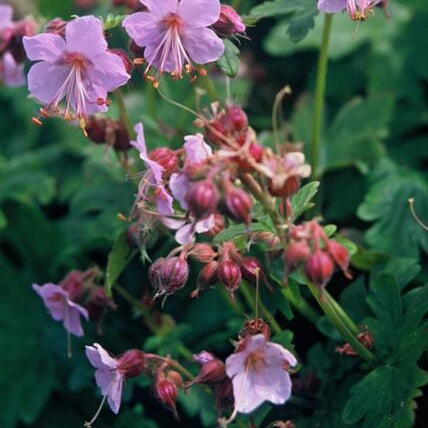 Geranium macrorrhizum – Geurende Bodembedekker met Voorjaarsbloei – Winterhard & Onderhoudsarm