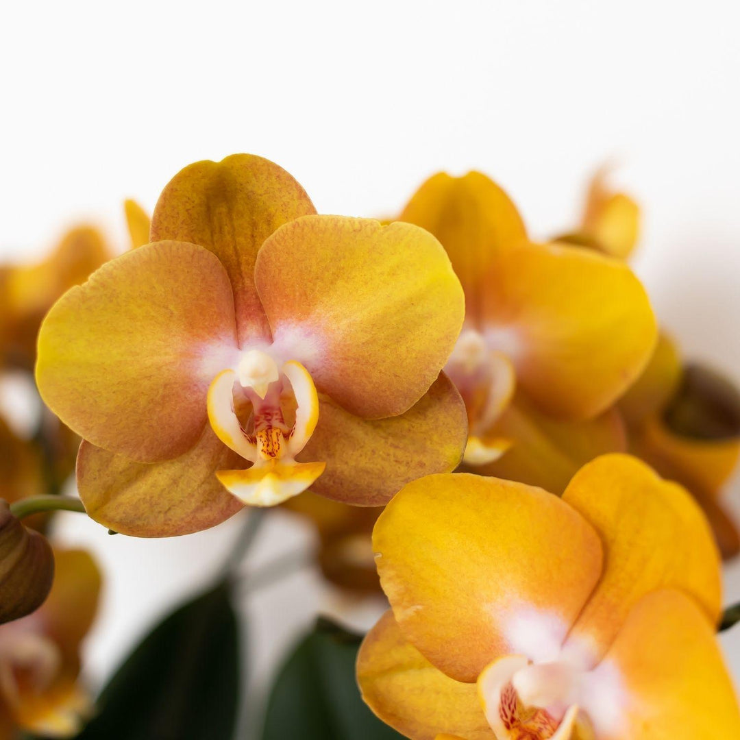 Oranje Phalaenopsis Orchidee | Multiflora | 3-4 Takken | 12 cm Pot