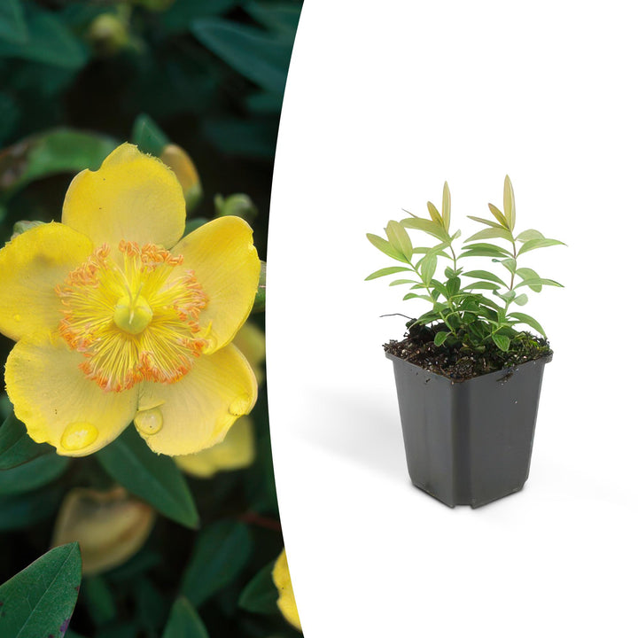 Hypericum calycinum | Wintergroene Bodembedekker met Gele Bloei – Weinig Onderhoud
