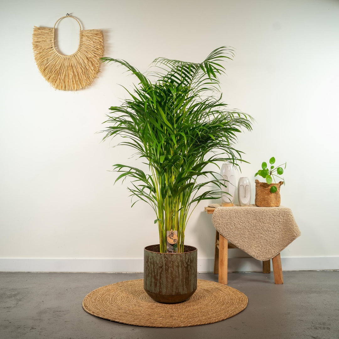 Areca Palm | Luchtzuiverende Tropische Kamerplant | Goudpalm