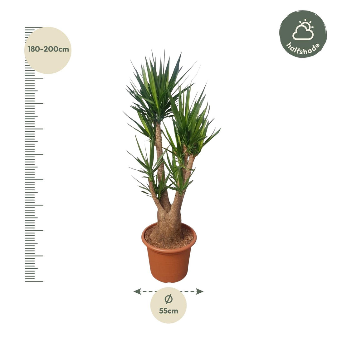 Yucca Elephantipes Vertakt | Tropische kamerplant – 190 cm – Ø55 cm