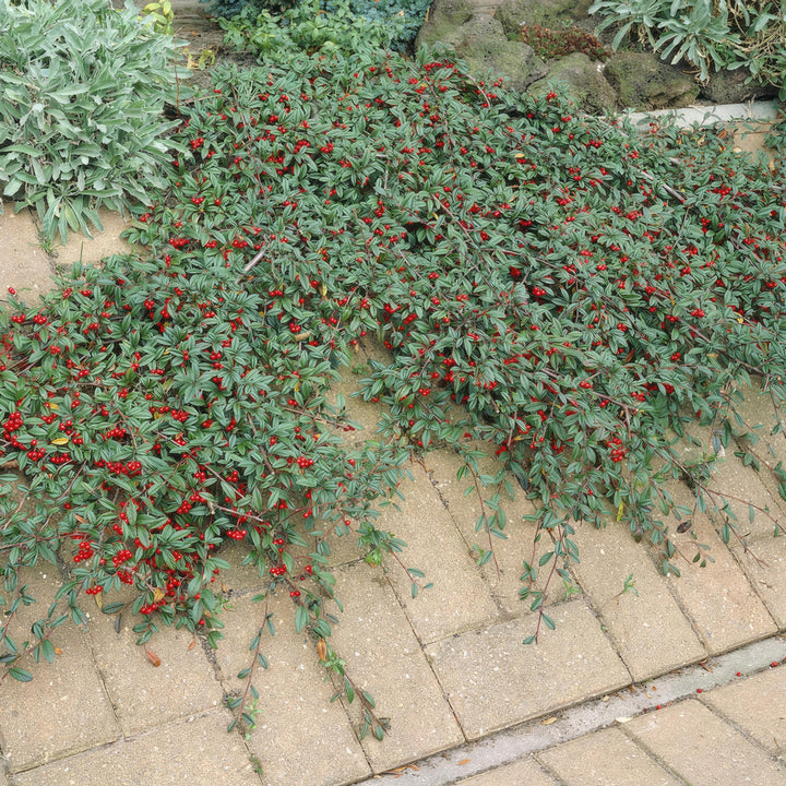 Cotoneaster dammeri | Winterharde Bodembedekker met Witte Bloemen & Rode Bessen