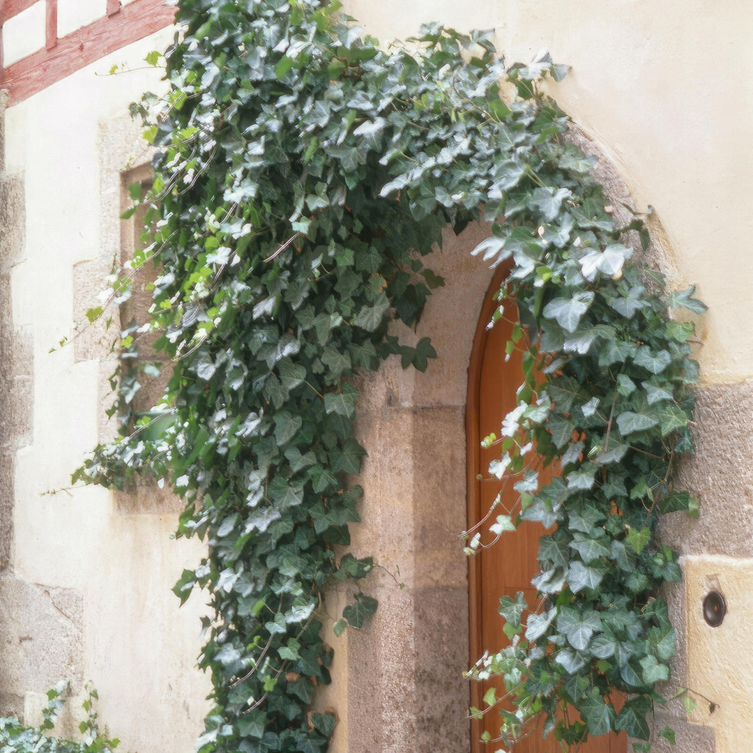 Hedera helix 'Glacier' | Snelgroeiende Klimop met Bonte Bladeren voor Haag, Bodembedekking of Gevelgroen